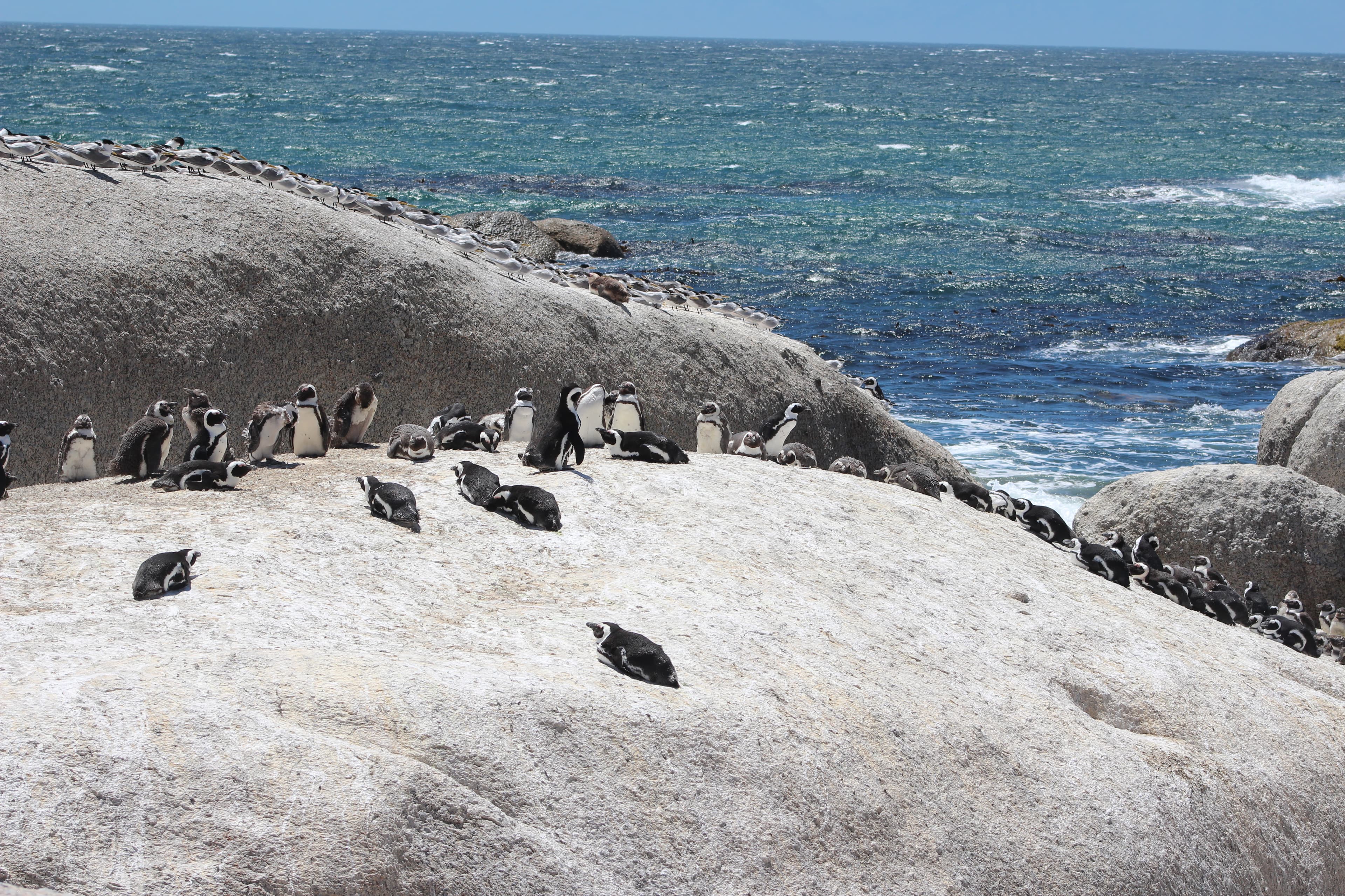 African penguins at Boulders Beach in Cape Town