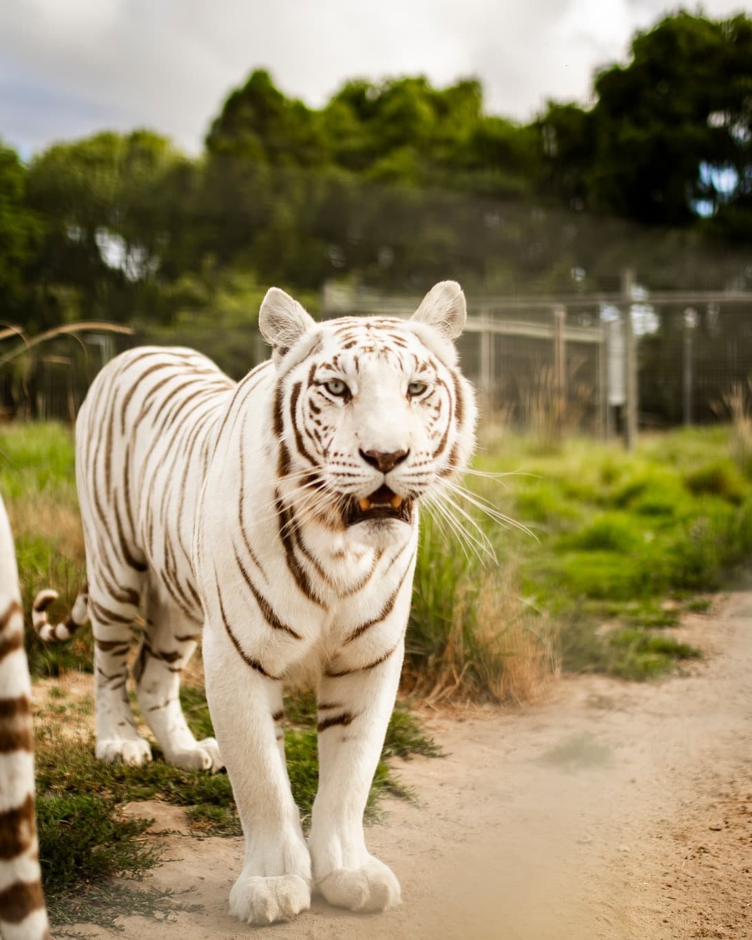 Vredenheim wine estate and wild cat experience near Cape Town